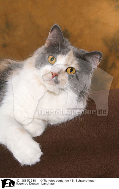 liegende Deutsch Langhaar / SS-52288