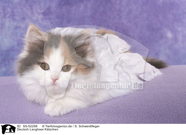 Deutsch Langhaar Ktzchen / German Longhair Kitten / SS-52298