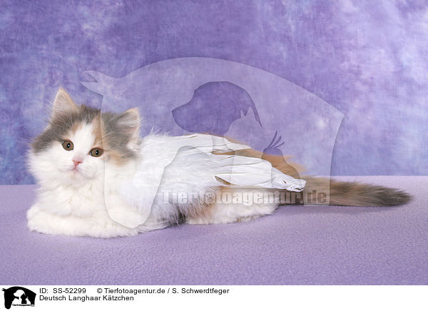 Deutsch Langhaar Ktzchen / German Longhair Kitten / SS-52299
