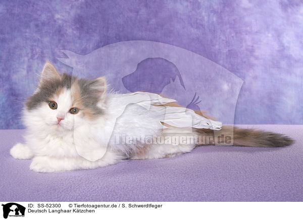 Deutsch Langhaar K�tzchen / German Longhair Kitten / SS-52300