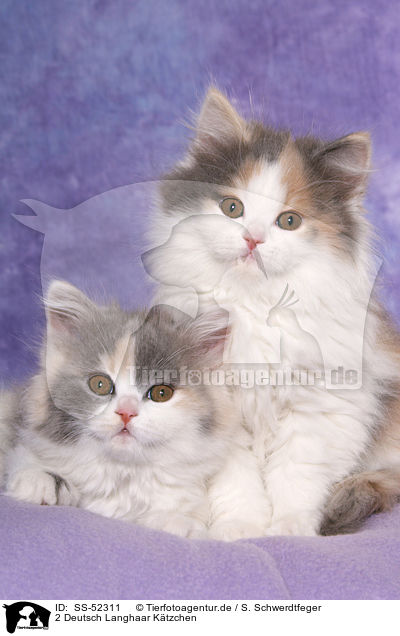 2 Deutsch Langhaar Ktzchen / 2 German Longhair Kitten / SS-52311