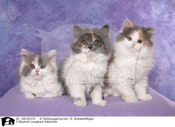 3 Deutsch Langhaar Ktzchen / 3 German Longhair Kitten / SS-52315