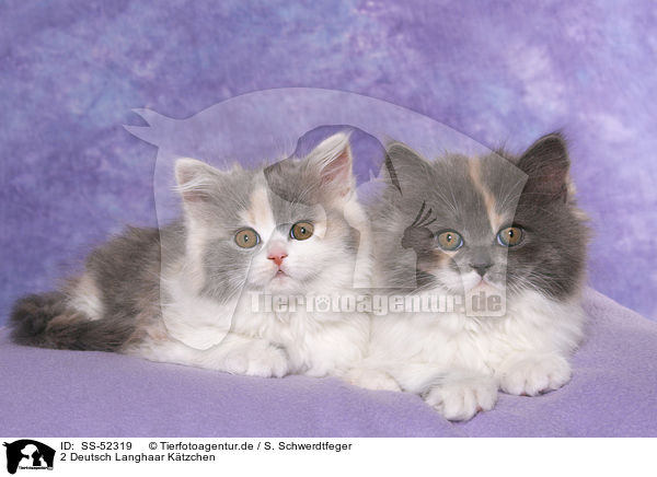 2 Deutsch Langhaar K�tzchen / 2 German Longhair Kitten / SS-52319