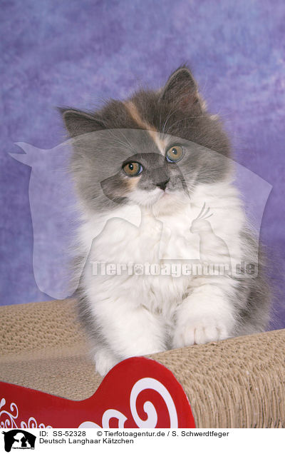 Deutsch Langhaar Ktzchen / German Longhair Kitten / SS-52328