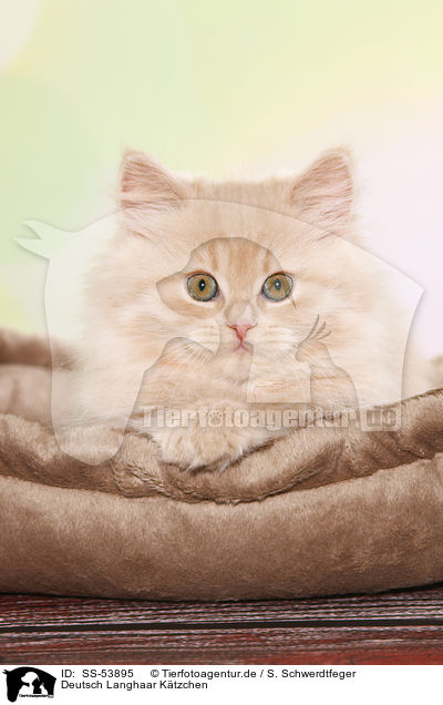 Deutsch Langhaar Ktzchen / German Longhair Kitten / SS-53895