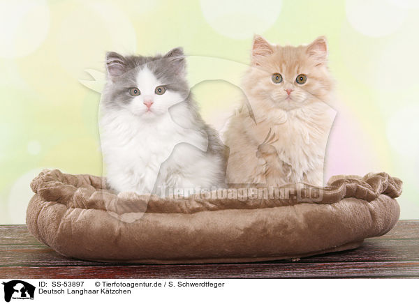 Deutsch Langhaar Ktzchen / German Longhair Kitten / SS-53897