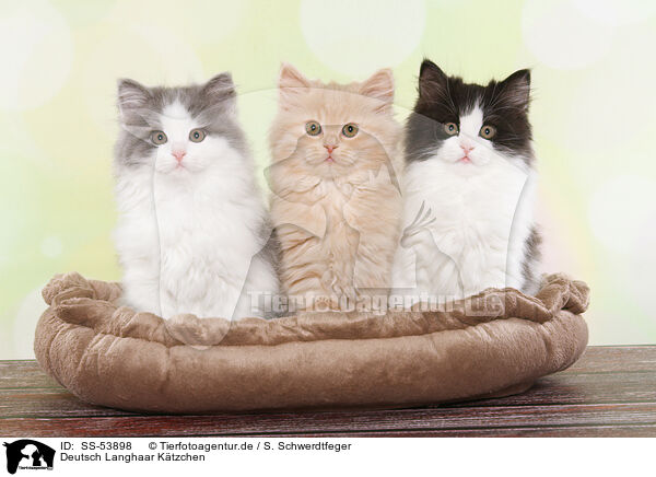 Deutsch Langhaar Ktzchen / German Longhair Kitten / SS-53898
