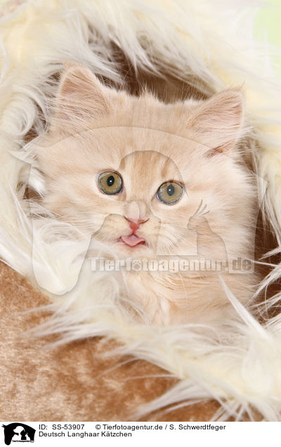 Deutsch Langhaar Ktzchen / German Longhair Kitten / SS-53907