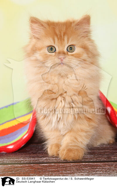 Deutsch Langhaar Ktzchen / German Longhair Kitten / SS-53941