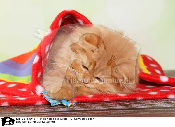 Deutsch Langhaar Ktzchen / German Longhair Kitten / SS-53943