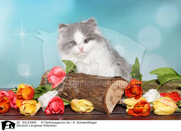 Deutsch Langhaar Ktzchen / German Longhair Kitten / SS-53965