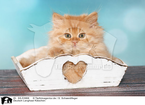 Deutsch Langhaar Ktzchen / German Longhair Kitten / SS-53968