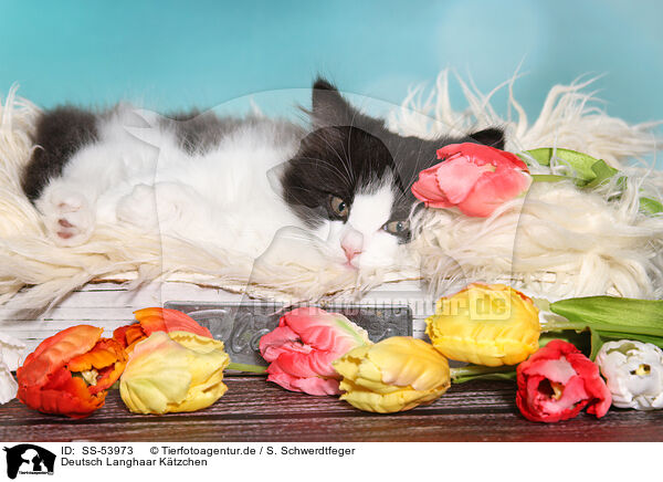 Deutsch Langhaar Ktzchen / German Longhair Kitten / SS-53973