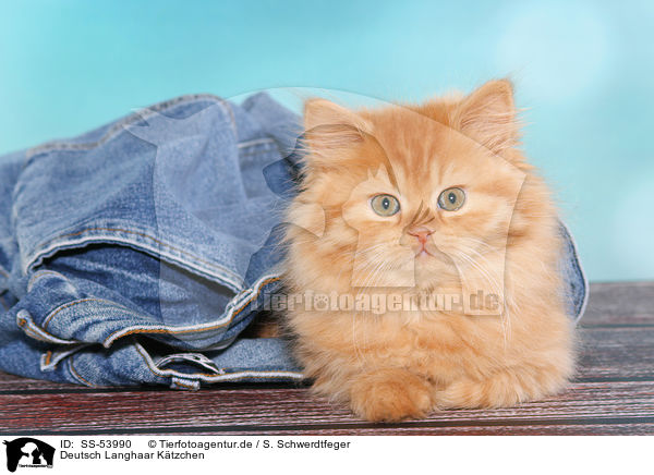 Deutsch Langhaar Ktzchen / German Longhair Kitten / SS-53990