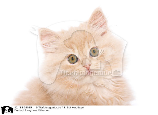 Deutsch Langhaar Ktzchen / German Longhair Kitten / SS-54035