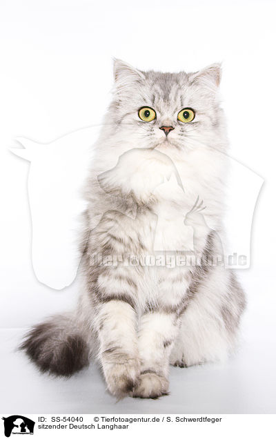 sitzender Deutsch Langhaar / sitting German Longhair / SS-54040
