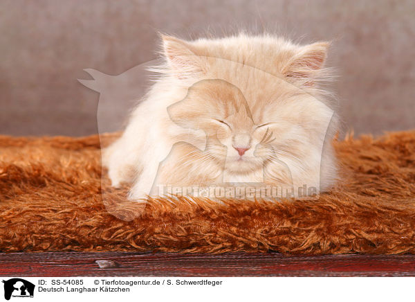 Deutsch Langhaar Ktzchen / German Longhair Kitten / SS-54085