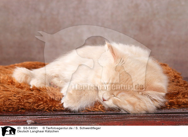 Deutsch Langhaar Ktzchen / German Longhair Kitten / SS-54091