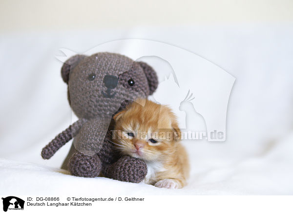 Deutsch Langhaar Ktzchen / German Longhair Kitten / DG-08866