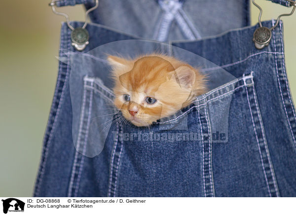Deutsch Langhaar K�tzchen / German Longhair Kitten / DG-08868