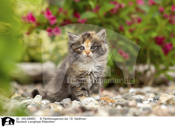 Deutsch Langhaar Ktzchen / German Longhair Kitten / DG-08883