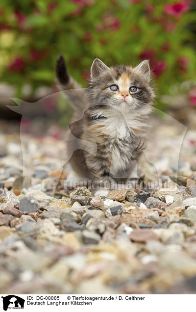 Deutsch Langhaar Ktzchen / German Longhair Kitten / DG-08885