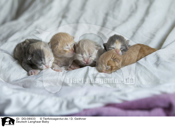 Deutsch Langhaar Baby / German Longhair Baby / DG-08933
