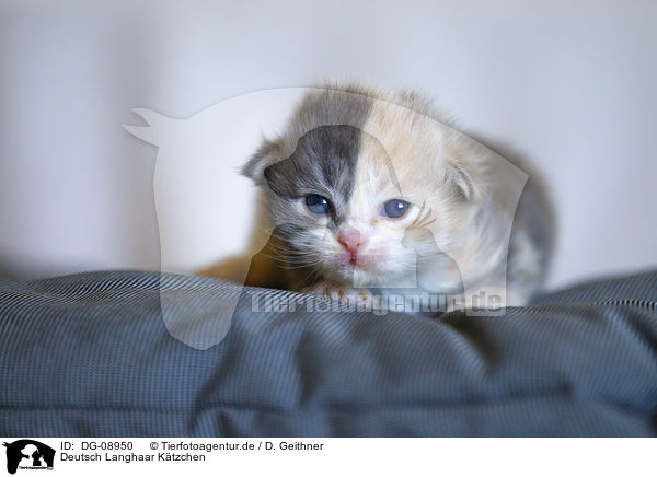 Deutsch Langhaar Ktzchen / German Longhair Kitten / DG-08950