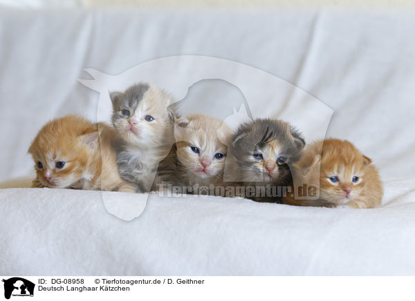 Deutsch Langhaar Ktzchen / German Longhair Kitten / DG-08958