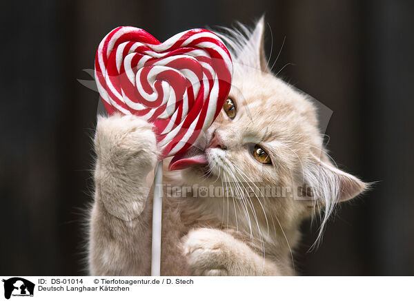 Deutsch Langhaar Ktzchen / German Longhair kitten / DS-01014
