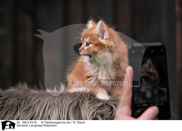 Deutsch Langhaar Ktzchen / German Longhair kitten / DS-01016