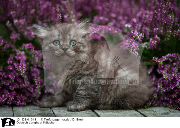 Deutsch Langhaar K�tzchen / German Longhair kitten / DS-01018