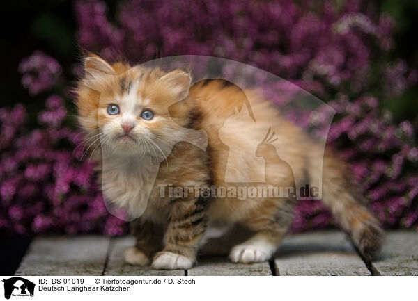 Deutsch Langhaar Ktzchen / German Longhair kitten / DS-01019