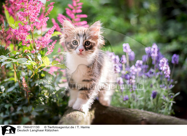 Deutsch Langhaar Ktzchen / German Longhair Kitten / TAH-01130