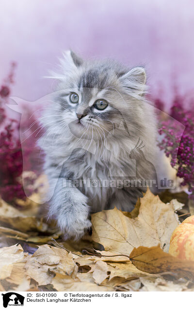 Deutsch Langhaar Ktzchen / German Longhair Kitten / SI-01090