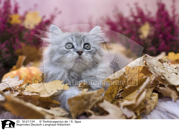liegendes Deutsch Langhaar Ktzchen / lying German Longhair Kitten / SI-01134