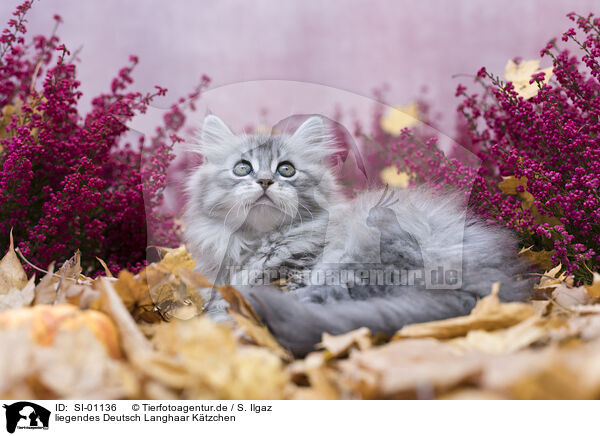 liegendes Deutsch Langhaar Ktzchen / lying German Longhair Kitten / SI-01136