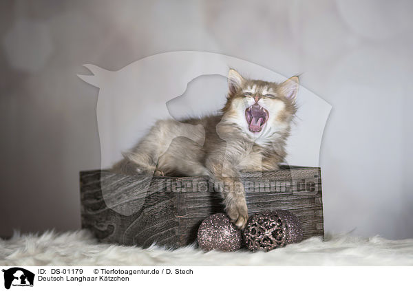 Deutsch Langhaar Ktzchen / German Longhair Kitten / DS-01179