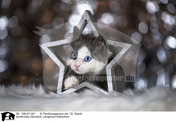 laufendes Deutsch Langhaar Ktzchen / walking German Longhair Kitten / DS-01181