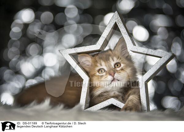 liegendes Deutsch Langhaar Ktzchen / lying German Longhair Kitten / DS-01189