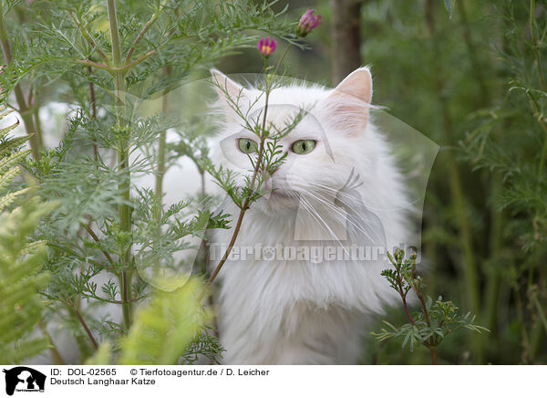 Deutsch Langhaar Katze / German Longhair cat / DOL-02565