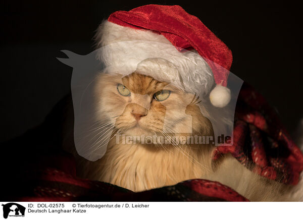 Deutsch Langhaar Katze / German Longhair cat / DOL-02575