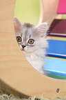Deutsch Langhaar Ktzchen Portrait