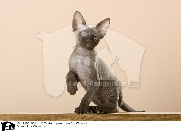 Devon Rex Ktzchen / JW-01001