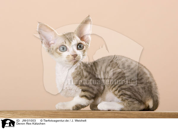 Devon Rex Ktzchen / JW-01003