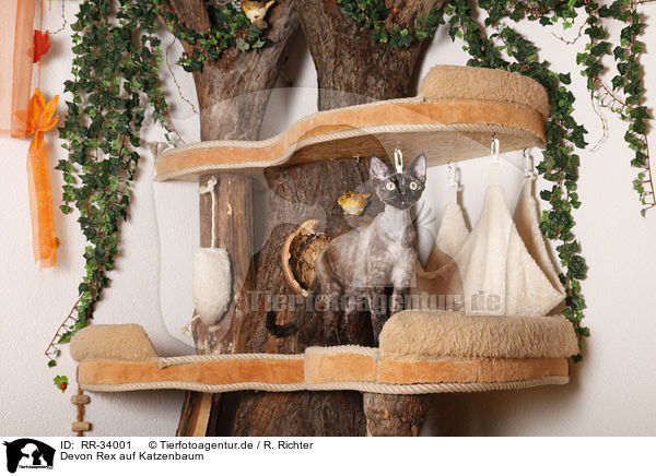 Devon Rex auf Katzenbaum / Devon Rex atop of cat tree / RR-34001