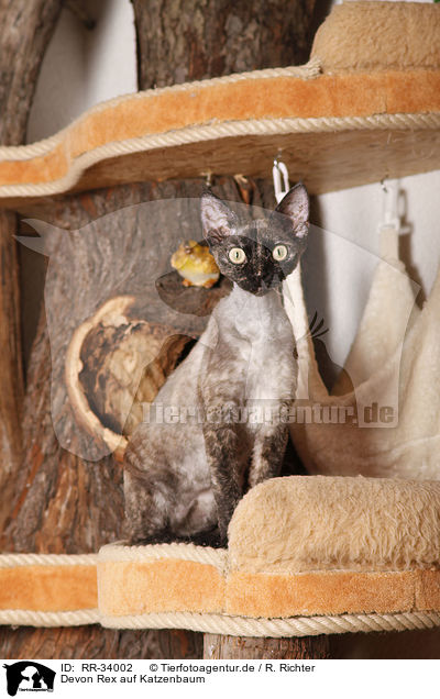 Devon Rex auf Katzenbaum / Devon Rex atop of cat tree / RR-34002