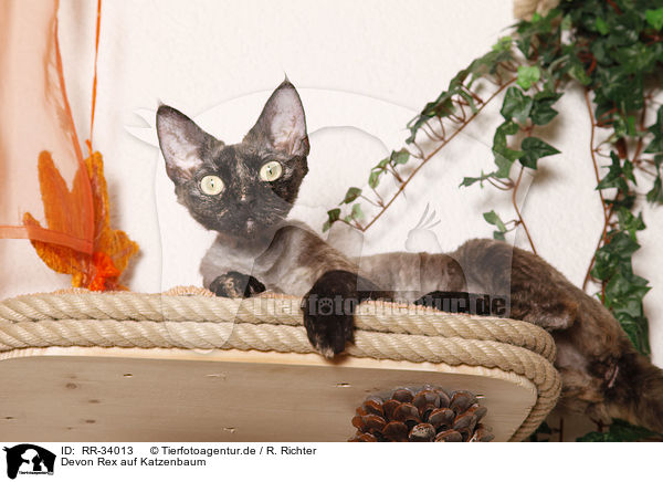 Devon Rex auf Katzenbaum / Devon Rex atop of cat tree / RR-34013