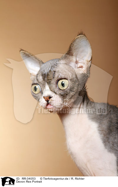 Devon Rex Portrait / Devon Rex Portrait / RR-34053