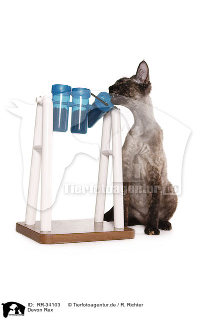 Devon Rex / Devon Rex / RR-34103